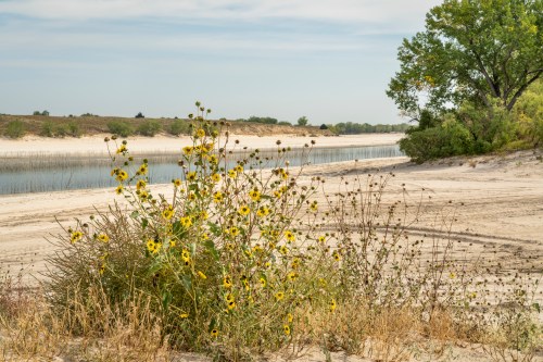 A sandy riverbank with wild sunflowers and sparse vegetation under a cloudy sky.