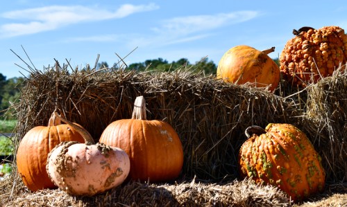 A variety of pumpkins, including orange and pink, arranged on hay bales under a clear blue sky.