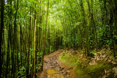 A narrow, muddy path winding through a dense bamboo forest, surrounded by vibrant green foliage.