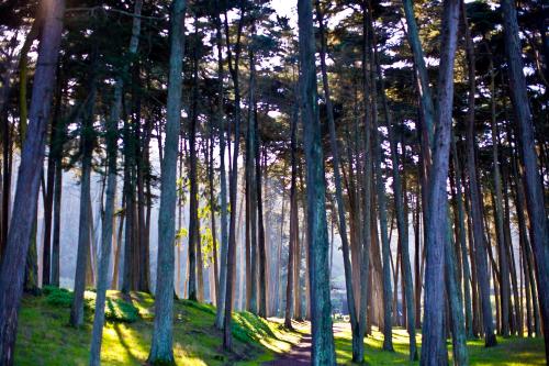 A serene forest scene with tall trees and a winding path, illuminated by soft sunlight filtering through the branches.
