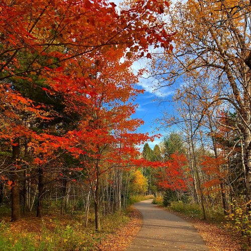 A winding path through a vibrant autumn forest with red and orange leaves under a blue sky.