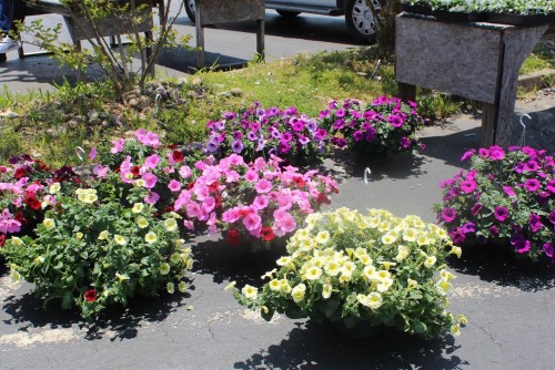 Colorful flower pots with pink, purple, and yellow blooms arranged on a sunny pavement.