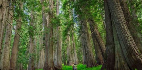 A person stands among towering trees in a lush, green forest, surrounded by vibrant foliage and sunlight filtering through.