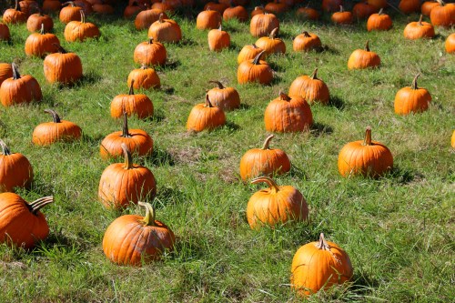 A field filled with bright orange pumpkins scattered across green grass under sunlight.