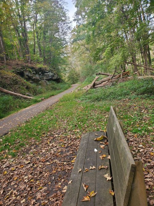 A wooden bench sits beside a winding path through a forest, surrounded by trees and fallen leaves.
