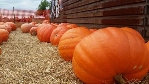 A row of large, bright orange pumpkins on straw, with a wooden structure and a fence in the background.