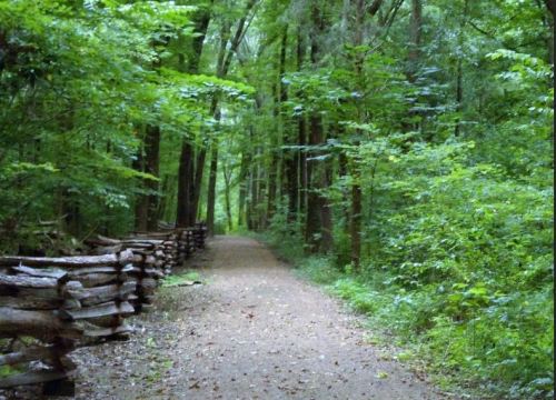 A serene forest path lined with wooden fences, surrounded by lush green trees and foliage.