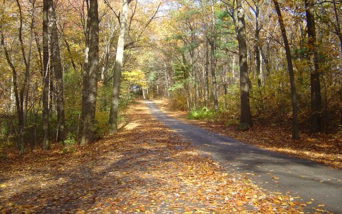A winding path through a forest, lined with trees and covered in colorful autumn leaves.