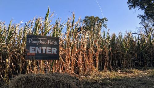 A sign reading "Pumpkin Patch" with "ENTER" in bold, surrounded by tall corn stalks under a clear blue sky.