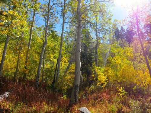 A vibrant forest scene with tall trees and colorful autumn foliage under a bright blue sky.