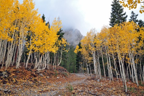 A winding path through a forest of tall trees with vibrant yellow leaves, set against a misty mountain backdrop.