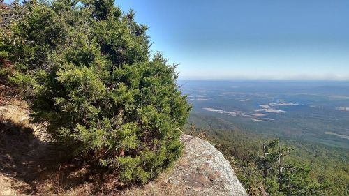 A scenic view from a mountain top, featuring a bush and expansive valleys in the background under a clear blue sky.