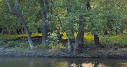 Lush green trees and yellow flowers line a calm riverbank, reflecting the serene landscape in the water.