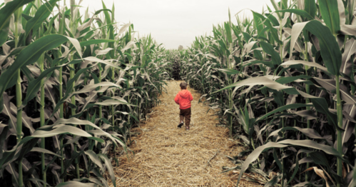 A child in a red jacket walks down a path through tall corn plants in a field.