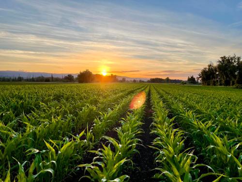 A vibrant cornfield stretches towards the horizon, illuminated by a golden sunset under a clear sky.