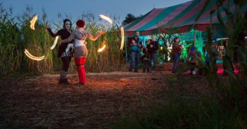 Two performers juggle flaming torches in a cornfield, with an audience watching under a colorful tent in the background.