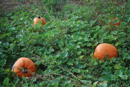 Three orange pumpkins nestled among green vines and leaves in a field.