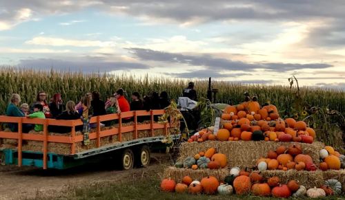 A hayride with people sits near a large pile of pumpkins and gourds, surrounded by cornfields under a cloudy sky.
