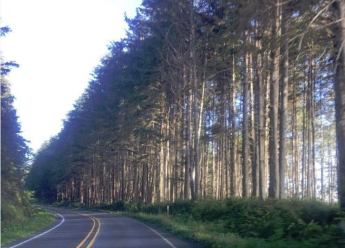 A winding road lined with tall trees on both sides, creating a serene forest atmosphere.