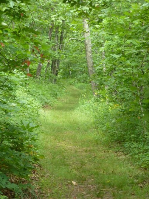 A narrow, grassy path winding through a lush green forest with trees and foliage on either side.