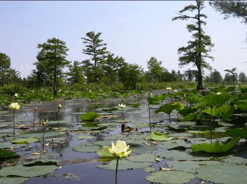 A serene wetland scene with blooming lotus flowers and lush green lily pads under a clear blue sky.