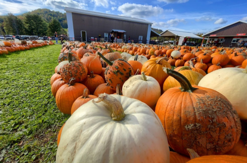 A vibrant pumpkin patch with a variety of pumpkins in orange, white, and green, set against a blue sky and distant hills.