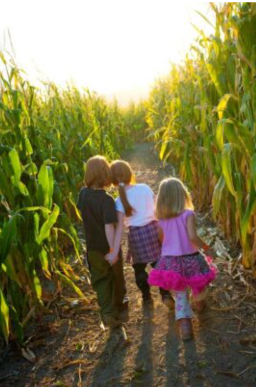 Three children walking down a path through a cornfield, with sunlight shining in the background.