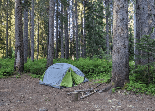A gray and green tent set up in a forest clearing surrounded by tall trees and lush greenery.