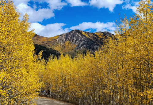 A scenic view of a road lined with vibrant yellow trees, leading to mountains under a blue sky with fluffy clouds.
