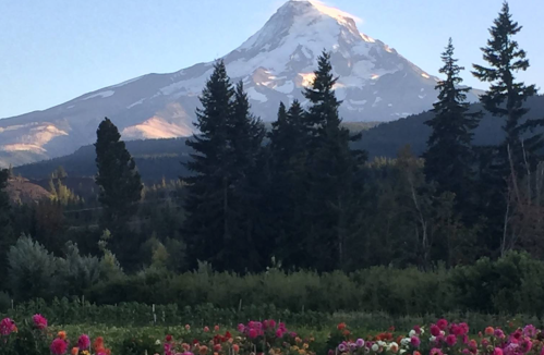 A majestic snow-capped mountain rises above a lush landscape, framed by tall trees and colorful flowers in the foreground.
