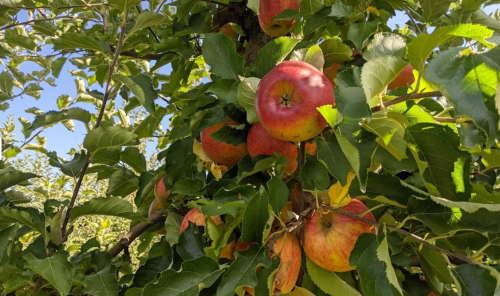 A close-up of a tree branch laden with ripe red apples surrounded by green leaves under a clear blue sky.