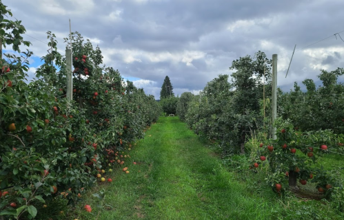 A lush apple orchard with rows of trees, green grass, and a cloudy sky overhead.