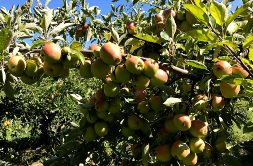 A close-up of an apple tree branch laden with green and red apples against a clear blue sky.