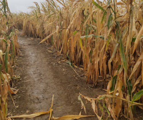 A narrow dirt path between tall, dry corn stalks in a field.