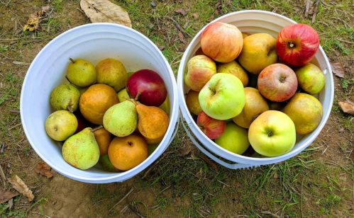Two white buckets filled with various apples and pears, resting on grassy ground.
