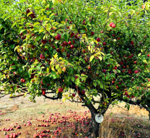 A lush apple tree laden with red apples, surrounded by fallen apples on the ground.