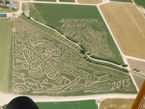 Aerial view of a corn maze featuring a skier design and "Anderson Farms 2015" carved into the field.