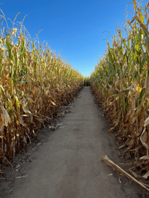 A dirt path runs through tall, dry corn stalks under a clear blue sky.
