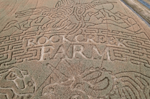Aerial view of a corn maze featuring the words "Rock Creek Farm" and intricate designs carved into the field.