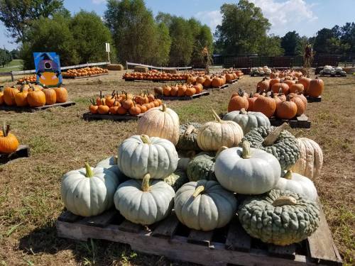 A variety of pumpkins in different colors and shapes arranged on wooden pallets in a sunny outdoor setting.
