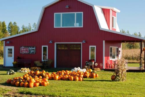 A red barn with pumpkins in front, surrounded by green grass and trees, welcoming visitors to a farm.