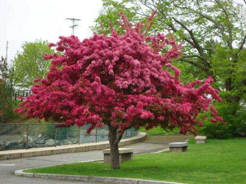 A vibrant pink flowering tree stands in a green park, surrounded by benches and lush foliage.