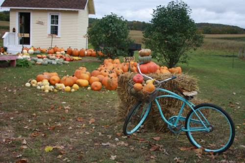 A blue bicycle rests on hay bales near a house surrounded by a variety of pumpkins and gourds in a rural setting.