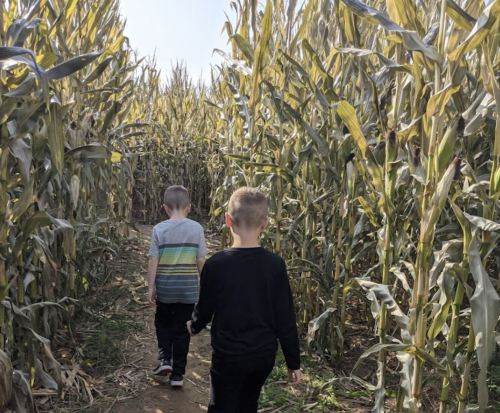 Two children walking through a corn maze, surrounded by tall corn stalks on either side.