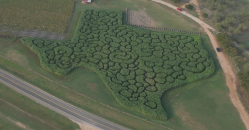 Aerial view of a large Texas-shaped maze made of greenery, surrounded by fields and a road.