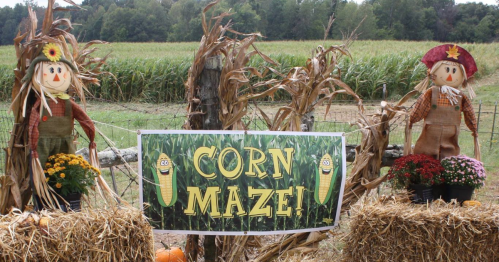 Two scarecrows flanking a sign that reads "CORN MAZE!" with flowers and hay bales in a cornfield backdrop.