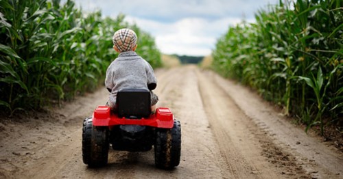 A child rides a small red tractor down a dirt path between tall corn plants on a cloudy day.