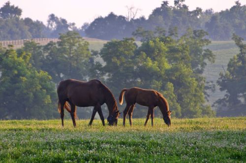 Two horses grazing in a lush green field with trees in the background under a soft morning light.