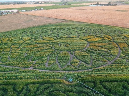 Aerial view of a large corn maze shaped like a sunflower, surrounded by fields and farmland.