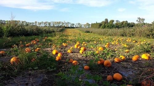 A pumpkin field with scattered orange pumpkins on the ground, surrounded by green vines and trees in the background.